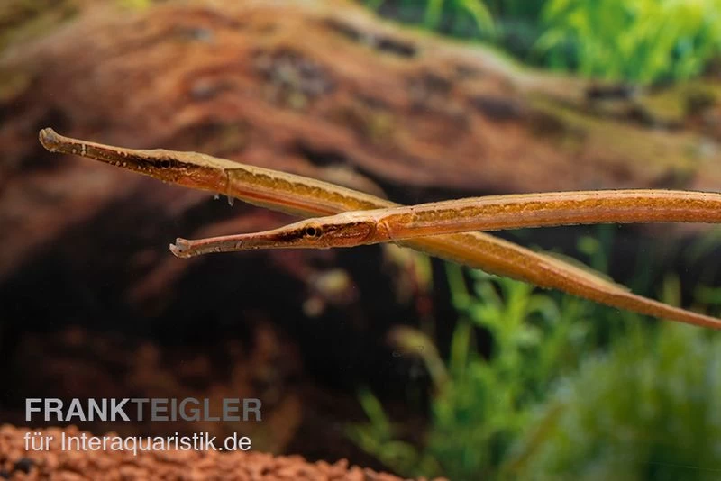 Heterosoma-Süßwassernadel, Doryichthys Heterosoma (Long Mouth Pipefish) – Bild 9