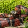 Honduras-Königsnatter, Lampropeltis Tringulum Hondurensis