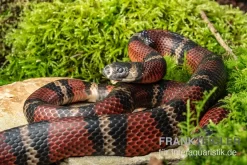 Honduras-Königsnatter, Lampropeltis Tringulum Hondurensis