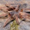 Hua Hin Vogelspinne, Chilobrachys Huahini XL