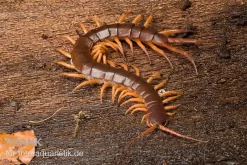 Hundertfüßer, Scolopendra Subspinipes "Thai-Red-Dragon"