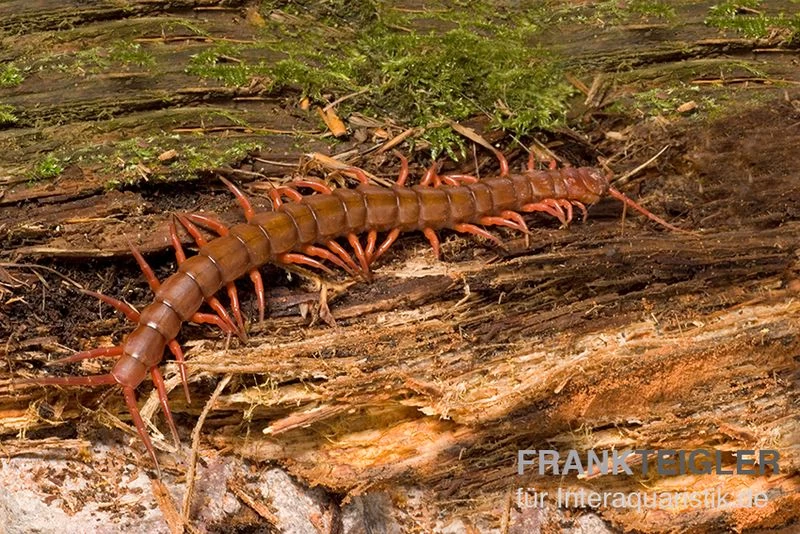 Hundertfüßer, Scolopendra Subspinipes "Thai-Red-Dragon" – Bild 2