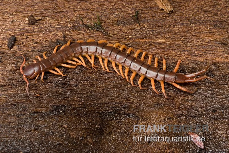 Hundertfüßer, Scolopendra Subspinipes "Thai-Red-Dragon" – Bild 3