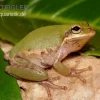 Eichhörnchenfrosch, Hyla Squirella