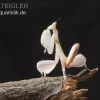 Orchideenmantis, Hymenopus Coronatus