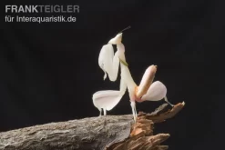 Orchideenmantis, Hymenopus Coronatus