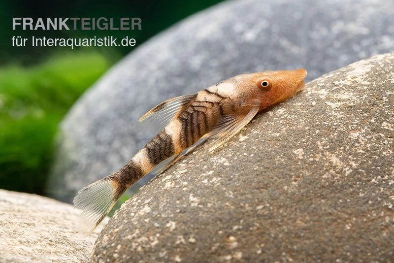 Orange-Otocinclus, Nannoptoma Spec. Orange – Bild 4