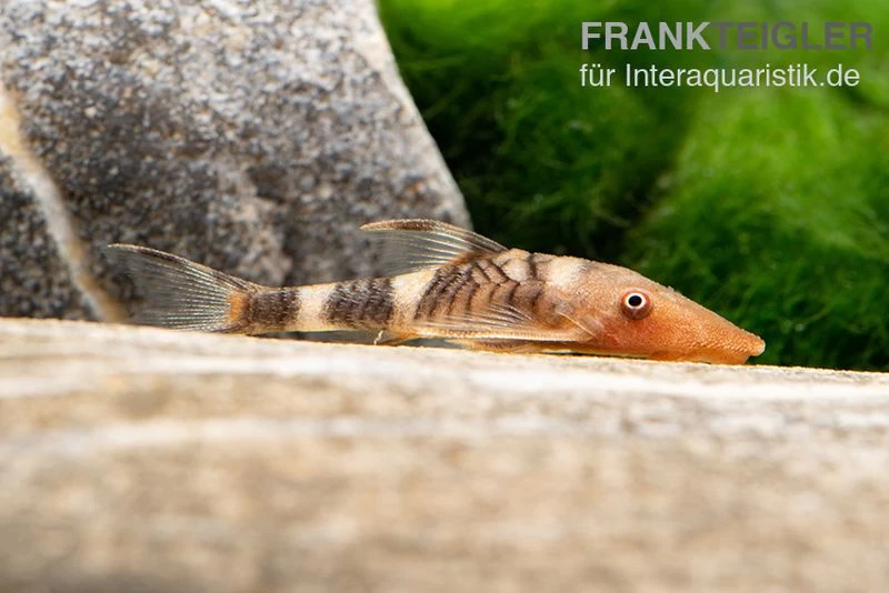 Orange-Otocinclus, Nannoptoma Spec. Orange – Bild 5