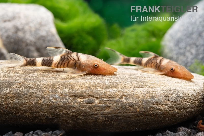 Orange-Otocinclus, Nannoptoma Spec. Orange – Bild 2