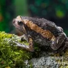 Indischer Ochsenfrosch, Kaloula Pulchra