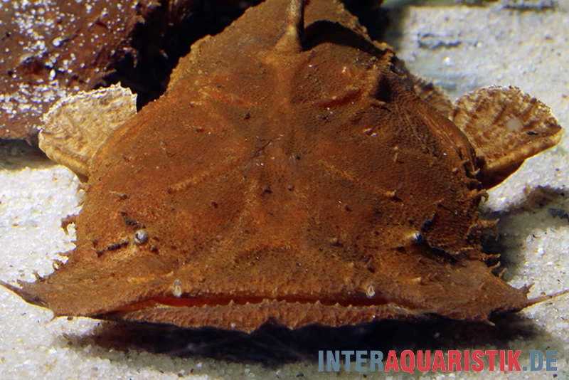 Indonesischer Großmaulwels, Chaca Bankanensis – Bild 4