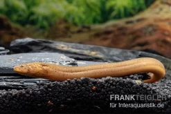 Indonesischer Kurzflossen-Aal, Anguilla Bicolor