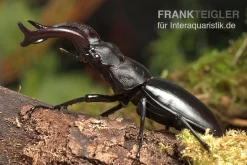 Java-Hirschkäfer, Hexarthrius Buqueti