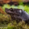 Java Zipfelfrosch, Megophrys Montana