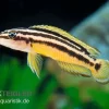 Streifen-Schlankcichlide, Julidochromis Ornatus YELLOW, DNZ