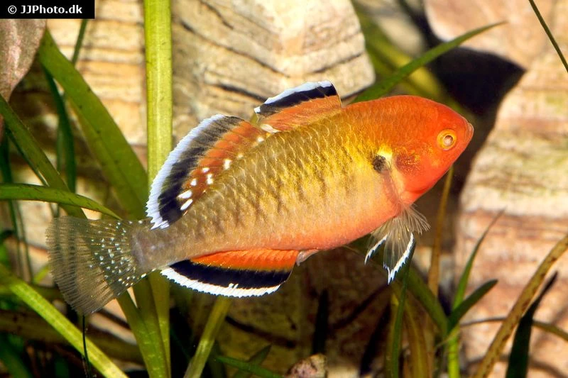 Kaisergrundel, Hypseleotris Compressa, 4-5 Cm – Bild 2