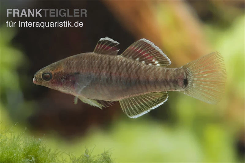 Kaisergrundel, Hypseleotris Compressa, 4-5 Cm – Bild 3