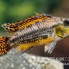 Kakaduzwergbuntbarsch Rot, Apistogramma Cacatuoides, Paarweise