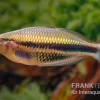 Kaladiri-Regenbogenfisch, Melanotaenia Sp. Kaladiri, 5 Tiere