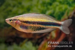 Kaladiri-Regenbogenfisch, Melanotaenia Sp. Kaladiri, 5 Tiere