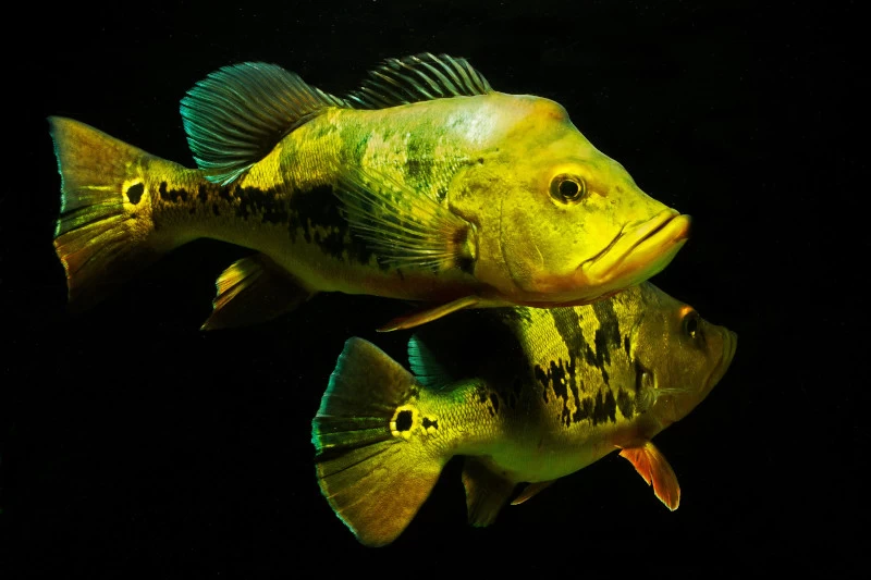 Kammbuntbarsch, Cichla Monoculus – Bild 2