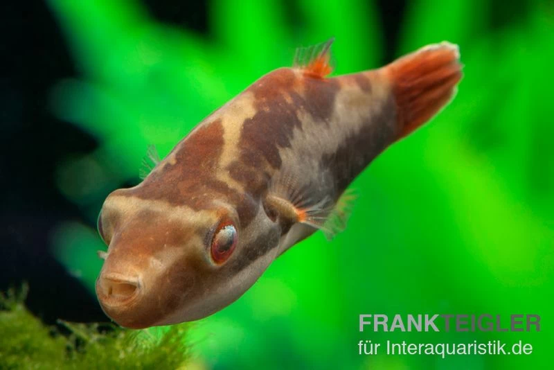 Kammkugelfisch, Carinotetraodon Irrubesco (Rotschwanzkugelfisch)