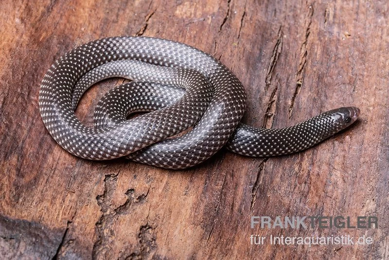 Kap-Wolfsnatter, Lycophidion Capense