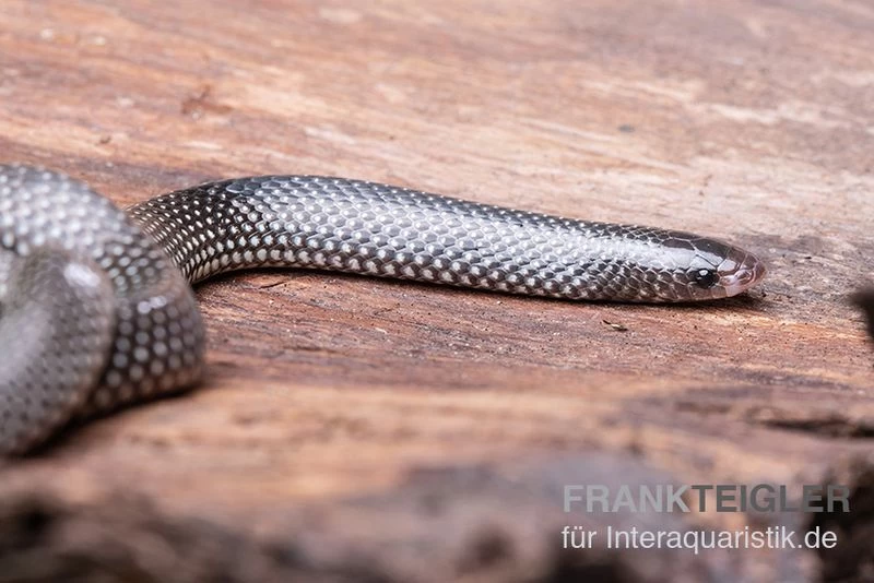 Kap-Wolfsnatter, Lycophidion Capense – Bild 2