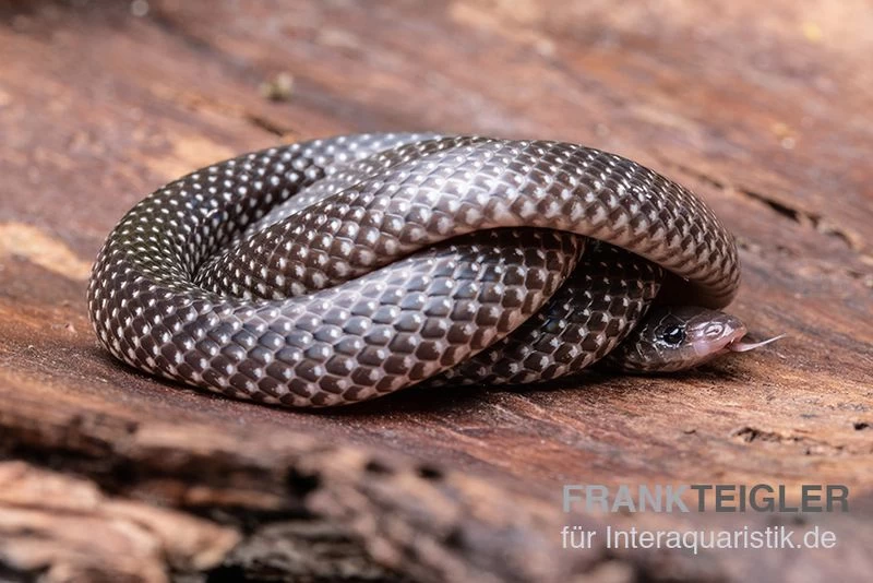 Kap-Wolfsnatter, Lycophidion Capense – Bild 3