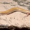 Keilschleiche, Chalcides Sepsoides
