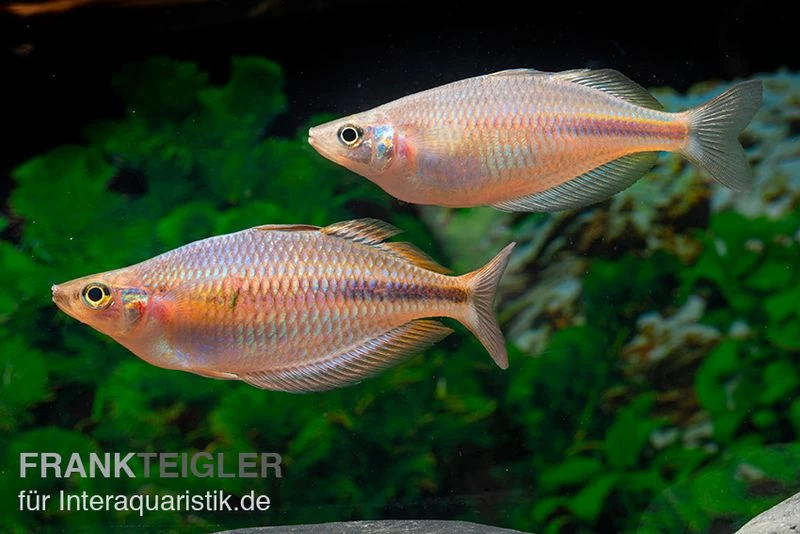 Kiura-Regenbogenfisch, Melanotaenia Cf. Goldiei "Kiura", 5 Tiere – Bild 2