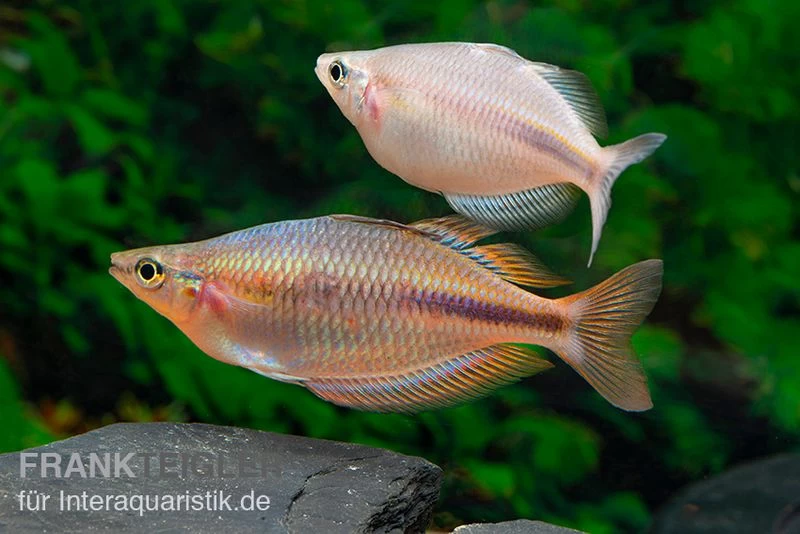 Kiura-Regenbogenfisch, Melanotaenia Cf. Goldiei "Kiura", 5 Tiere – Bild 3