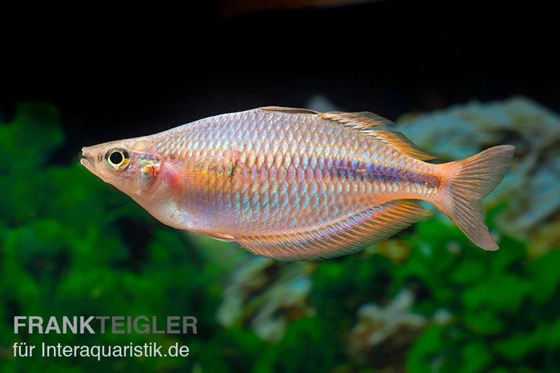 Kiura-Regenbogenfisch, Melanotaenia Cf. Goldiei "Kiura", 5 Tiere – Bild 4