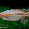 Kiura-Regenbogenfisch, Melanotaenia Cf. Goldiei "Kiura", 5 Tiere