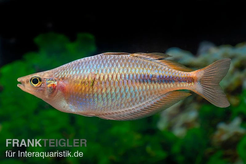 Kiura-Regenbogenfisch, Melanotaenia Cf. Goldiei "Kiura", 5 Tiere