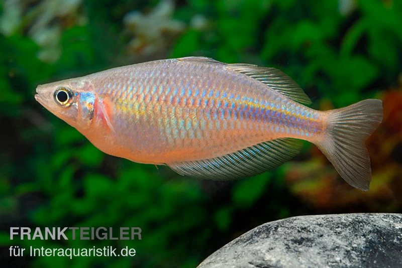 Kiura-Regenbogenfisch, Melanotaenia Cf. Goldiei "Kiura", 5 Tiere – Bild 5
