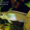 Kongocichlide, Nannochromis Nudiceps