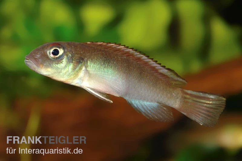 Kongocichlide, Nannochromis Nudiceps – Bild 2