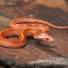 Kornnatter, Pantherophis Guttatus AMEL STRIPED