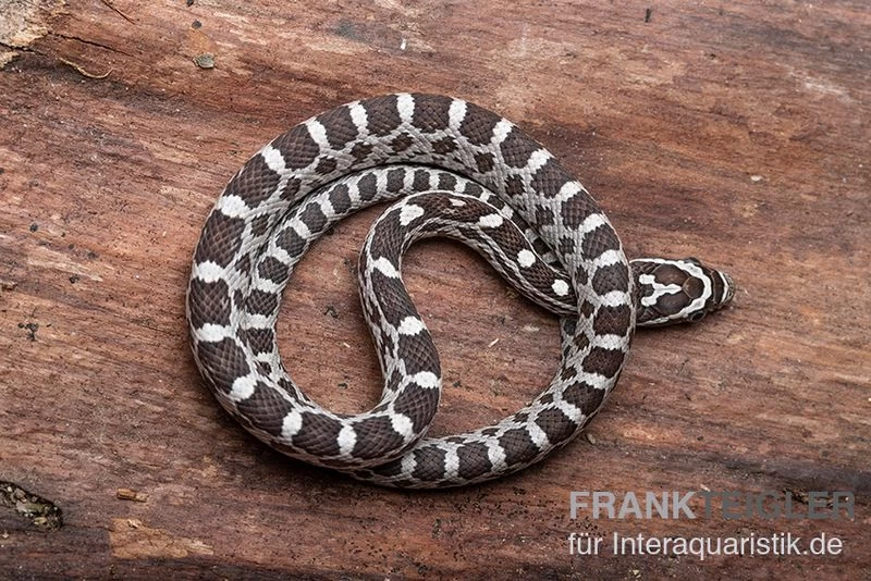 Kornnatter, Pantherophis Guttatus ANERY