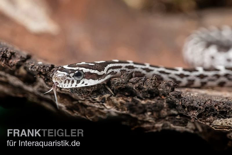 Kornnatter, Pantherophis Guttatus ANERY – Bild 2