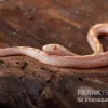 Kornnatter, Pantherophis Guttatus BUTTER MOTLEY