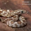 Kornnatter, Pantherophis Guttatus CARAMEL
