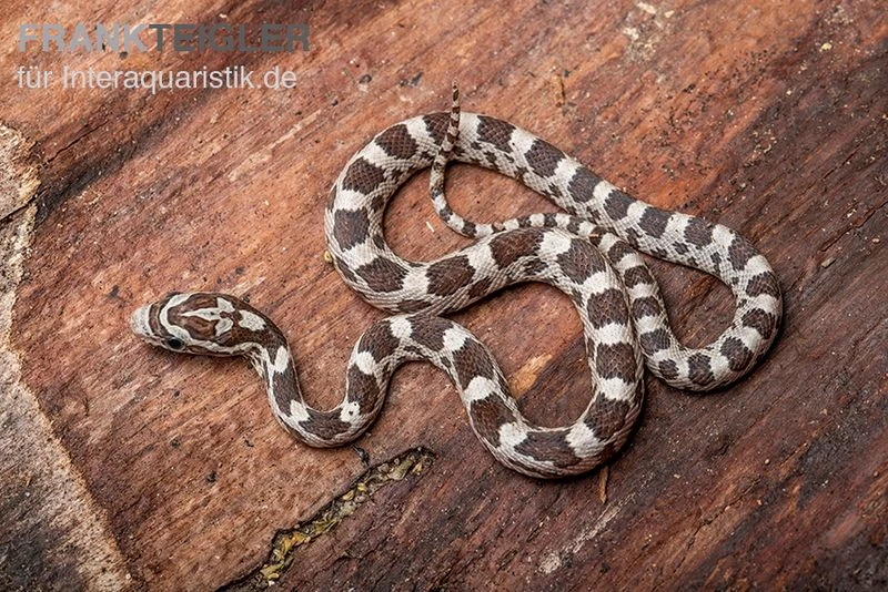Kornnatter, Pantherophis Guttatus GHOST