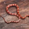 Kornnatter, Pantherophis Guttatus HYPO