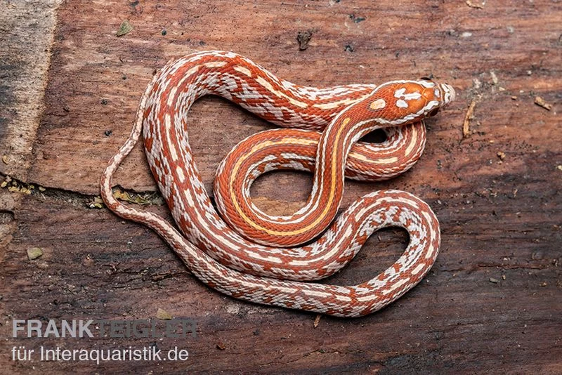 Kornnatter, Pantherophis Guttatus HYPO TESSERA – Bild 2