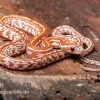 Kornnatter, Pantherophis Guttatus HYPO TESSERA