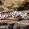 Kornnatter, Pantherophis Guttatus NORMAL