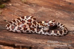 Kornnatter, Pantherophis Guttatus SUPER