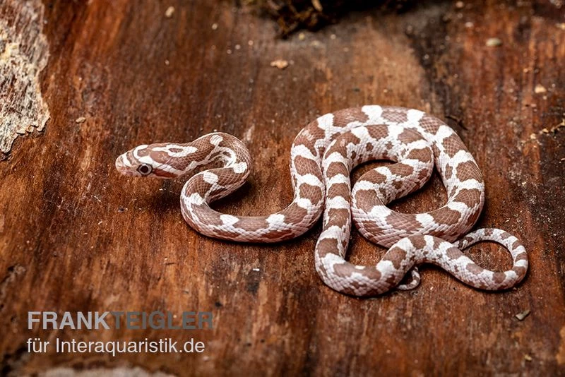 Kornnatter, Pantherophis Guttatus, ULTRAMEL ANERY – Bild 2